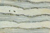 Polished Mammoth Molar Section - South Carolina #125537-2